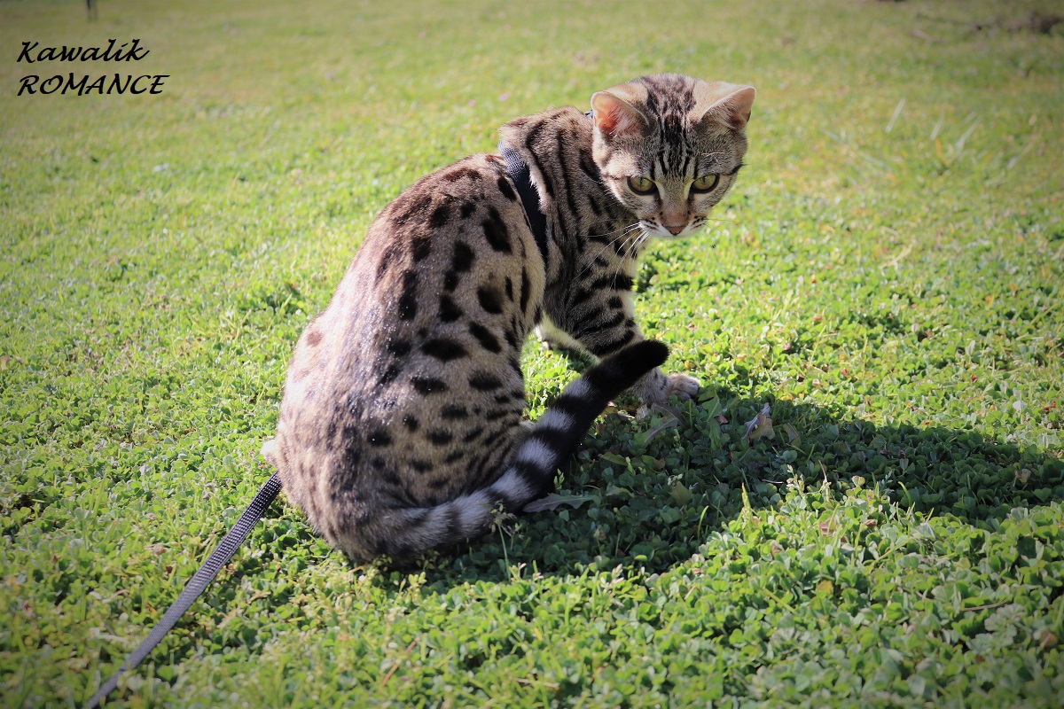 bengal brown spotted